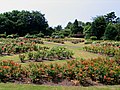 Rose gardens in the UK