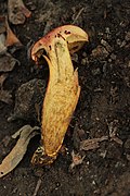 Ruby Bolete - Hortiboletus rubellus - panoramio - Björn S. (1).jpg