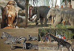 İzmir Natural Life Park (Doğal Yaşam Parkı) an open air چڑیا گھر and a theme park recently opened in Çiğli's depending Sasalı locality