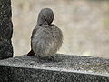 Juvenile; Baden-Württemberg, Germany