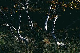 Svartdalstjerna Lakes Primeval Forest Nature Reserve of the Totenaasen Hills in Norway 16.jpg