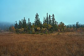 Svartdalstjerna Lakes Primeval Forest Nature Reserve of the Totenaasen Hills in Norway 64.jpg