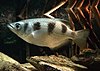 Banded archerfish