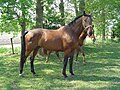 KWPN, Dutch Warmblood