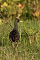 Water Cock- Back Side View