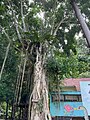 A tree of Ficus benjamina at the centre.