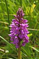 Gevlekte Orchis. (Dactylorhiza maculata subsp. maculata) Staat in Nederland op de rode lijst