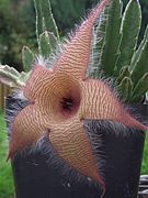 Stapelia gigantea (Sapromioflia)