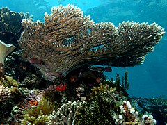 Acropora latistella, coral formador de arrecifes