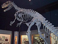 Alozauro skeletas