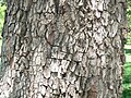 American Persimmon (Diospyros virginiana) bark