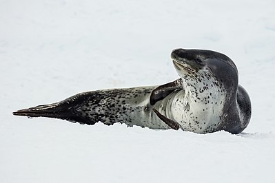 Leopard seal