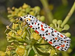 Feeding on Hedera flowers