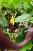 Aristolochia sempervirens flower.jpg