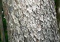 Black Cherry (Prunus serotina) bark