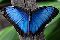 Morpho menelaus