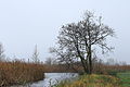 * Nomination Group of trees waterfront Wikelslân.-- Famberhorst 06:17, 28 November 2013 (UTC) * Decline Very noisy. --Mattbuck 21:21, 2 December 2013 (UTC)