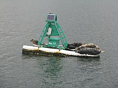 Buoy with Grey seals and pup - geograph.org.uk - 3595973.jpg