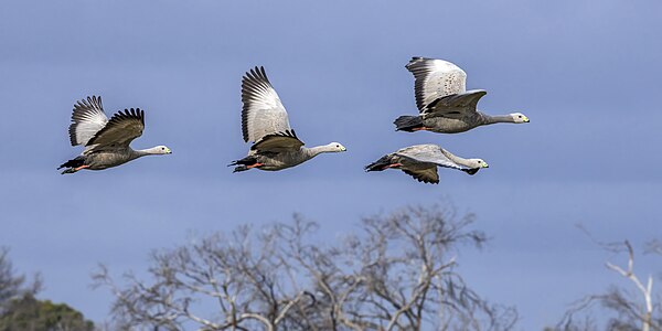 Cape Barren geese in flight, by Charlesjsharp