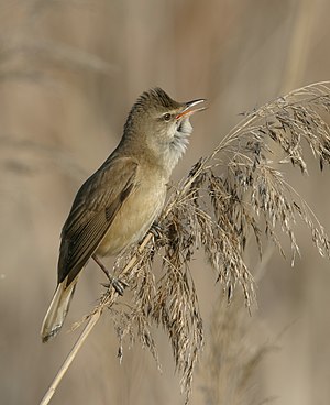 Trooselraidpiiper (Acrocephalus arundinaceus)