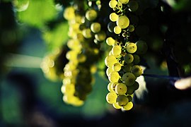 Grappes de chardonnay, vignoble de Chassagne-Montrachet.