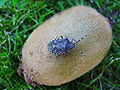 Halyomorpha halys Pentatomidae