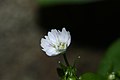 Claytonia sibirica