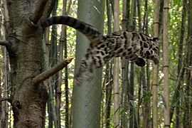 Une Panthère nébuleuse dans les airs, sautant d'un arbre vers un grillage.