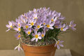 Crocus paschei (F)