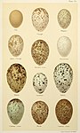 Comparaison de différents œufs de corvidés (choucas: 3 rangée en partant du haut, milieu)