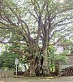 This big Elaeocarpus sylvestris tree is located in Hihayo Tenjin Shrine, Ito city, Shizuoka Prefecture, Japan. It's Japan biggest Elaeocarpus sylvestris.