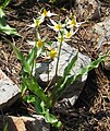 Erythronium purpurascens