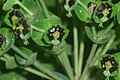 Euphorbia characias a des glandes nectarifères noires luisantes très reconnaissable.