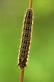 Euthrix potatoria caterpillar