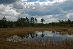 Vignette pour Forêt nationale d'Ocala