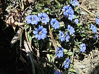 Gentiana carinata