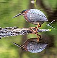 Image 48Green heron in Prospect Park