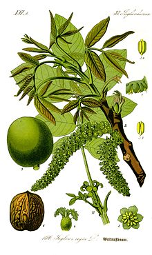 Illustration Juglans regia1.jpg