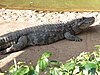 Caiman latirostris