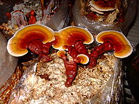 Lingzhi, a well-known mushroom (Ganoderma lucidum), also called "Reishi"