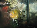 A male M. lombardoi in an aquarium.