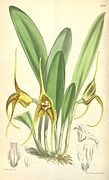 Masdevallia peristeria