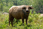 Búfalo asiático en Sabah
