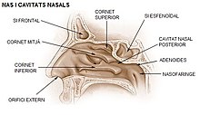 Parts: orifici extern, cornet inferior, cornet mitjà, si frontal, cornet superior, si esfenoïdal, cavitat nasal posterior, adenoides, nasofaringe