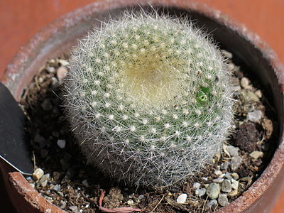 Parodia haselbergii