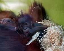 orang utan baby: just born