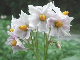 Potato blossom