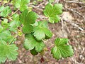 Ribes viscosissimum