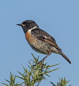 European stonechat, by Charlesjsharp