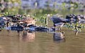 In breeding & non-breeding plumage near Hodal in Faridabad District of Haryana, India.